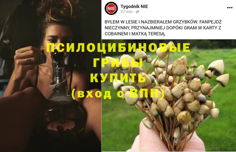 цена наркотик  Киров  Псилоцибиновые грибы Psilocybe 